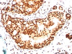 Mouse anti-SUMO2/3, Clone: SM23/496, Azide Free, Novus Biologicals:Antibodies:Primary